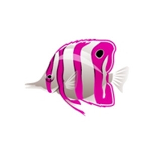 Pink Butterflyfish